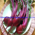 Beet Root Extract (HY310)